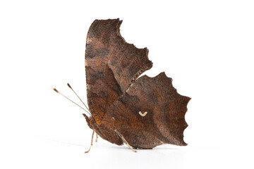 Dead Leaf Butterfly (Kallima inachus) isolated white background.