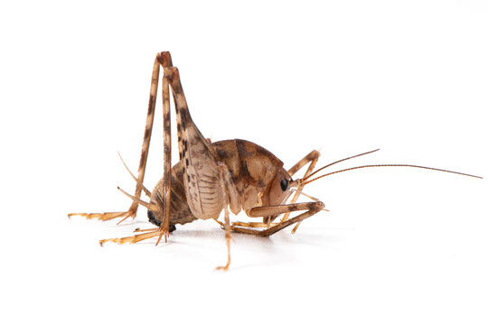 Camel cricket beetle isolated on white background. Diestrammena