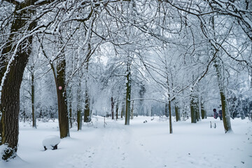 beautiful winter forest strewn with white fluffy snow. AI GENERATE