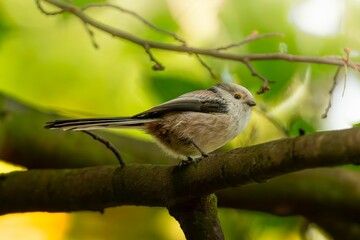 Obraz premium Long-tail tit sitting on a tree branch surrounded by lush green foliage.