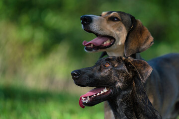 Zwei aufmerksahme Hunde im Kopfprofil von der Seite mit freundlichem Hechelndem Blick, vor natürlichem grünem Hintergrund.