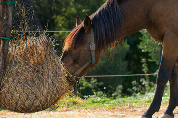 Braunes Pferd beim Fressen im Heunetz in der Seitenansicht im sonnigen Süden Europas.
