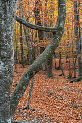 Bosque de Santa Fe del Montseny en otoño Barcelona
