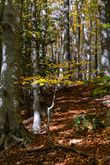 Bosque de Santa Fe del Montseny en otoño Barcelona