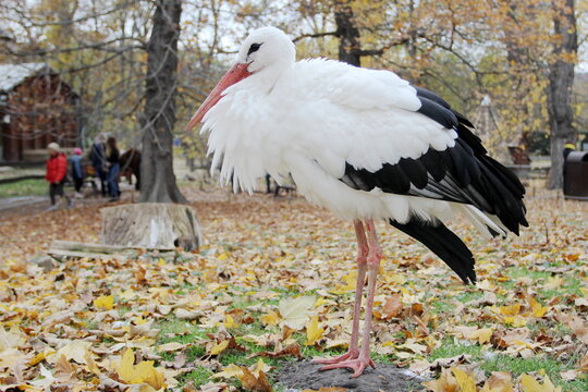 Close up photo of a standing stork in the sanctuary of Margaret Island, Budapest, Hungary. Autumn colors.