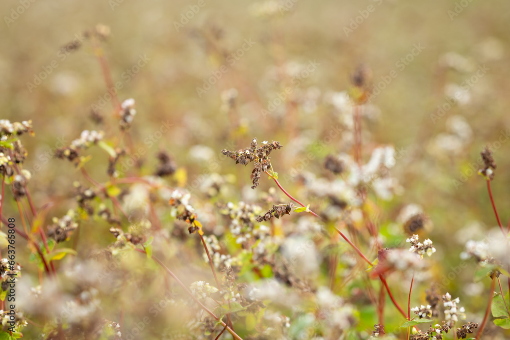 Canvas Prints Close up of ripe buckwheat on the field. Concept of agriculture, cereals and nutrition