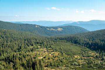 Beautiful view on forested with spruce trees mountains. Landscape of mountains in calm sunny day