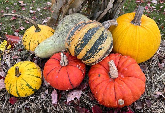 Photograph of a selection of pumpkins and squashes in a variety of shapes, sizes and colours.