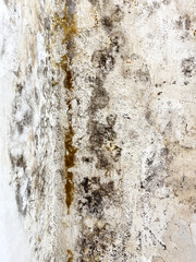 Black mold wall microbe allergen indoor danger. Biology bacteria damage death disease infection hazard allergy spot virus humidity pathogen