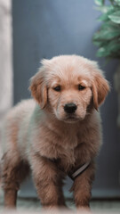 Fototapeta premium golden retriever puppy