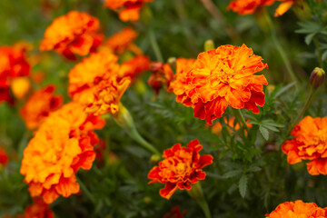 Kwiaty aksamitki (śmierdziuchy, śmierdziuszki, śmierdziele) | Tagetes L. | Marigold flowers	