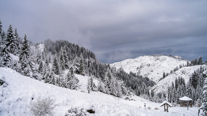 snowy forest. fog in the mountains. the first snow in the mountains. snowy winter