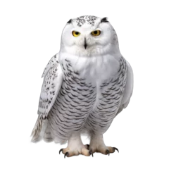 Acrylic prints Snowy owl Snowy owl isolated on transparent background
