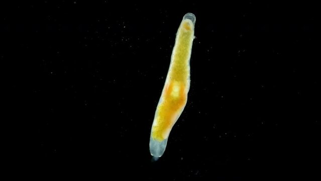 Parasitic worm Progonus muelleri under a microscope, at metacercaria stage. Class Trematoda. White Sea