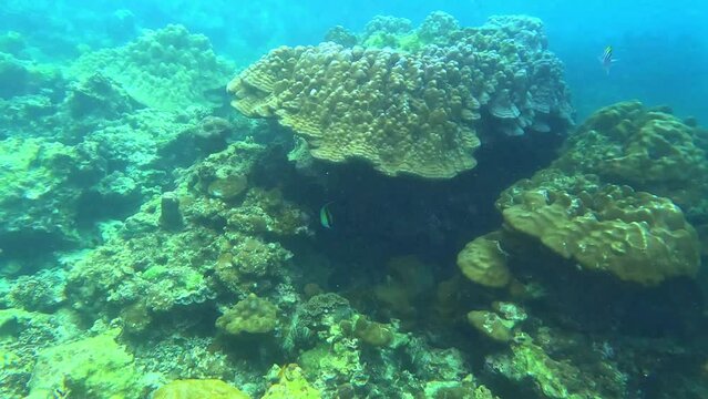 Snorkling snorkel in Phi Phi Island Corel reef teaming with reef fish of various colours. Phuket Thailand teaming with reef fish of various colours. vibrant and colourful Corel reef