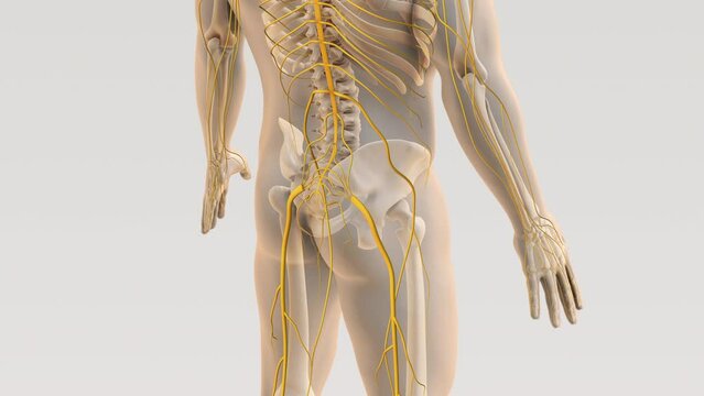 Sciatica spine and nerve pain medical concept