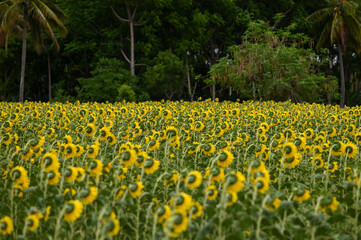 field of sunflowers in summer from Karnataka, India