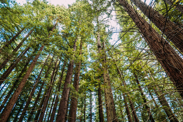 Tall trees in green forest on sunny day