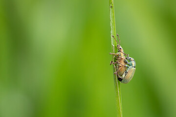 insect polydrusus beetle reproducing on a grass, horizontal macro photograph with copy space and light green background.