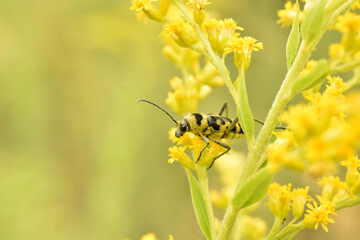 The yellow-green longhorned beetle, in autumn, collects pollen from a yellow flower.