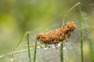 nest of yellow spiders, thousands of them piled up in a perfect silk sack held in the grass with dewdrops, green background.