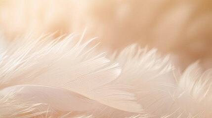 Beautiful fluffy white feather on a background
