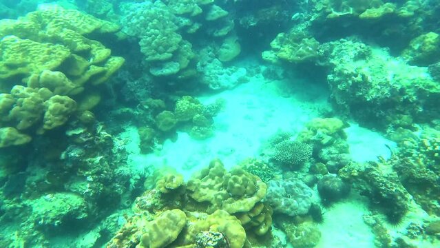 Snorkling snorkel in Phi Phi Island Corel reef teaming with reef fish of various colours. Phuket Thailand teaming with reef fish of various colours. vibrant and colourful Corel reef