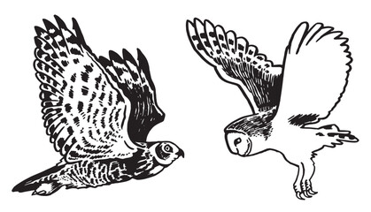 Graphical set of owls isolated on white, vector night bird,sketch
