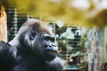 Portrait d'un impressionnant gorille des plaines de l'ouest - 663783258
