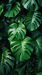 Monstera palm leaves background