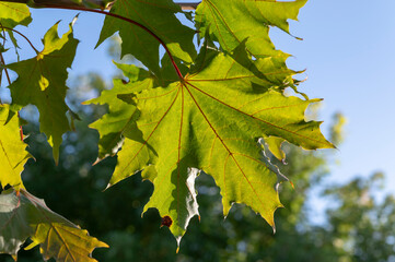 yellow maple leaves