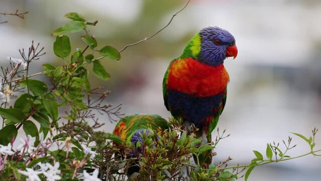 Close up of rainbow lorikeet birds grooming and drinking nectar from flowers.