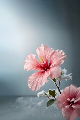 Winter flower concept made with frozen pink hibiscus with frost on the petals. Minimal nature design with copy space.