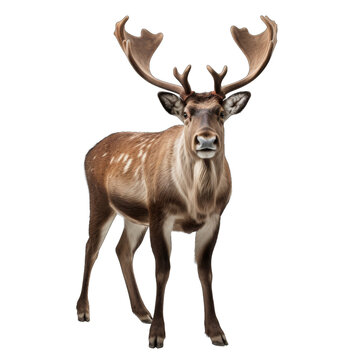 Reindeer isolated on transparent background © Olezhan