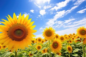 Poster a field of sunflowers under a bright, sunny sky © Alfazet Chronicles