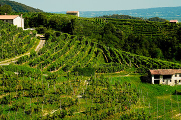 Fototapeta na wymiar I vigneti del Prosecco nella regione di Valdobbiadene in provincia di Treviso. Veneto, Italia