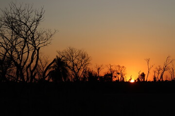 Reddish sunset with senarium with dry trees and branches. Morbid and gloomy scenario.