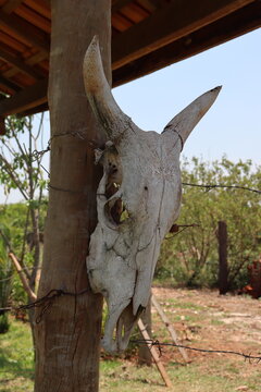 Beef skull. Cattle skeleton frown hanging to keep bad things away.
