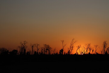 Fototapeta na wymiar Reddish sunset with senarium with dry trees and branches. Morbid and gloomy scenario.