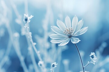 frozen flower on blue winter landscape - obrazy, fototapety, plakaty