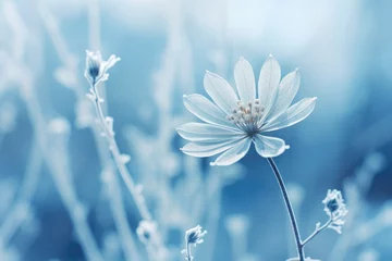 Gartenposter frozen flower on blue winter landscape © krissikunterbunt