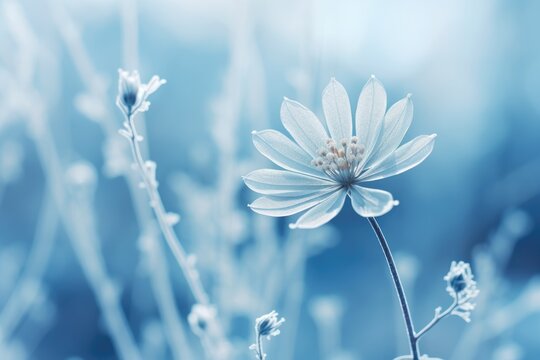 Fototapeta frozen flower on blue winter landscape