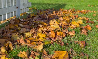 pile of golden leaves fallen on the lawn of a garden near a white fence