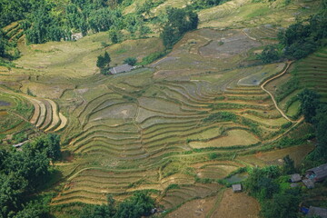 Amazing Rice Paddy or Rice Field in Muong Hoa Valley or Thung Lung Muong Hoa, Sapa, Vietnam - ベトナム サパ 棚田 © Eric Akashi