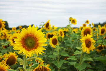 Field with sunflowers with non-sunny weather