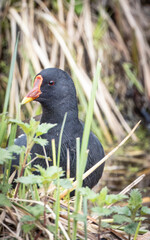 Common moorhen (Gallinula chloropus) hides behind the water greens. Close-up portrait of Waterhen.	 
