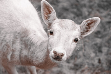 A female white fallow deer looks into a camera. Close-up portrait of a female white fallow deer with a grey background.