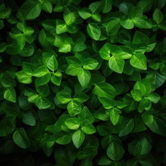 Fototapeta na wymiar Close up tropical Green leaves texture and abstract background, Nature concept, dark tone.