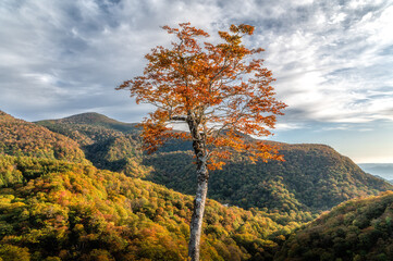 Fototapeta premium 福島県 紅葉最盛期の磐梯吾妻スカイライン