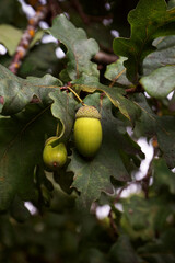 Obraz premium Acorns on a branch with green leaves close-up